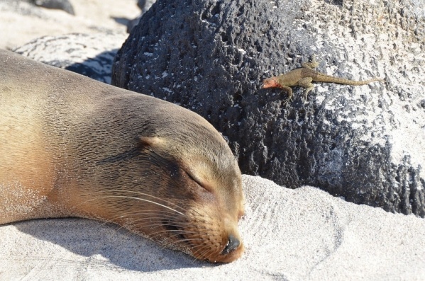 Kolumbia - Ecuador - Galápagos-szigetek Nagykörút ***