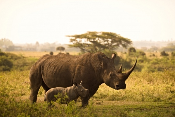 Kenya - Tanzánia - Zanzibár ***